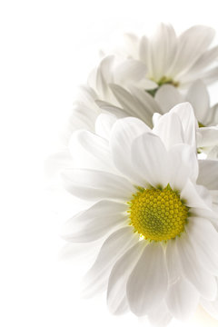 White chrysanthemum.