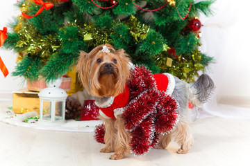 small doggie in a suit with tinsel, new year
