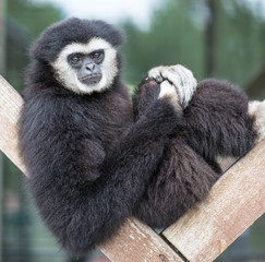 Gibbon sitzt auf Holzbalken
