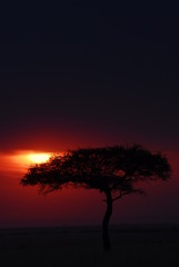 Silhouette of acacia tree at african sunset