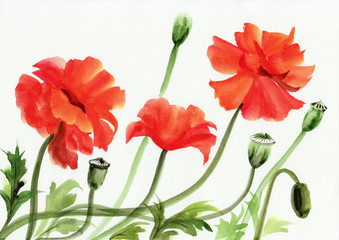 Fototapeta premium Watercolor painting of red poppies