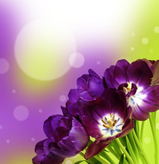 bunch of purple tulips and bokeh background