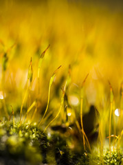 Yellow moss capsules