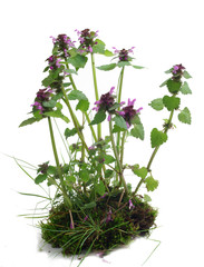 Deadnettle - Lamium purpureum on  white background © 7monarda