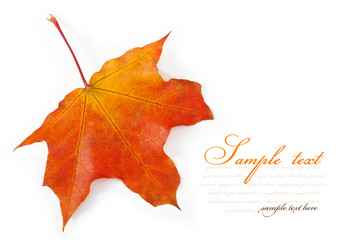 maple leaf
