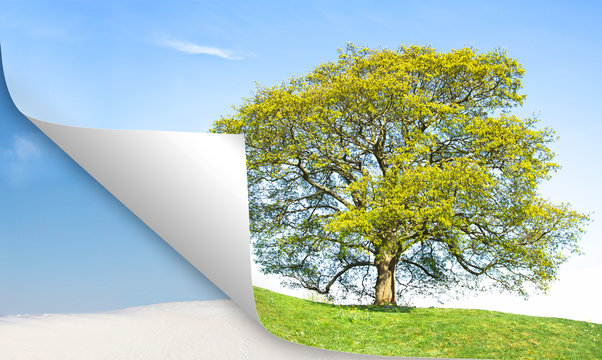 calendar tree summer vs winte