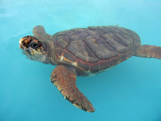Aquatic turtle