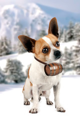 chihuahua avec baril pr&ecirc;t pour l'op&eacute;ration de sauvetage