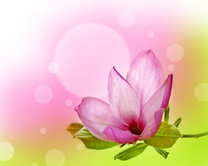 Obraz premium magnolia