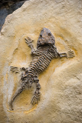 fossil
