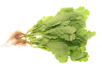 Fototapeta premium Chinese Lettuce On Isolated Background