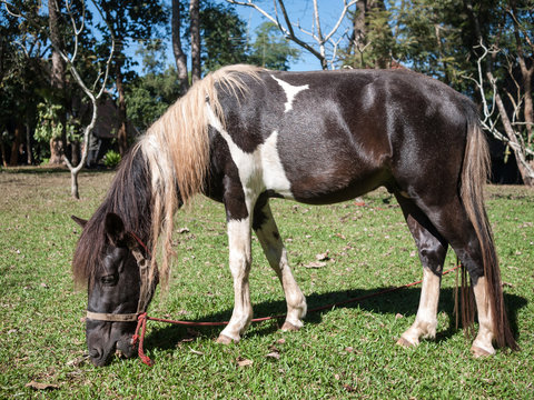 horse eating a grass