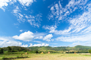 Fototapeta na wymiar Green field with blue sky background