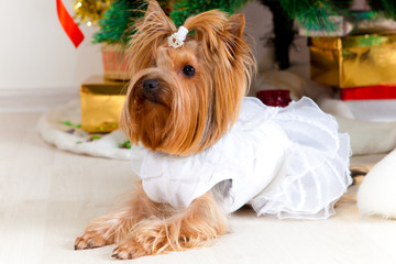 small doggie in a suit with tinsel, new year