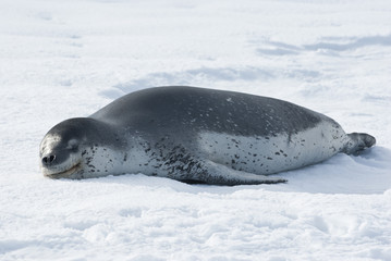Leopard seals resting on the ice.