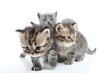 Fototapeta na wymiar cztery kocięta wraz spaceru