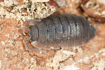 Woodlouse, extreme macro close-up with high magnification
