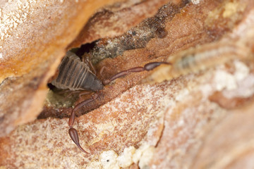 Book scorpion or false scorpion with prey, extreme close-up