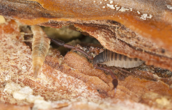Book scorpion or false scorpion with prey, extreme close-up