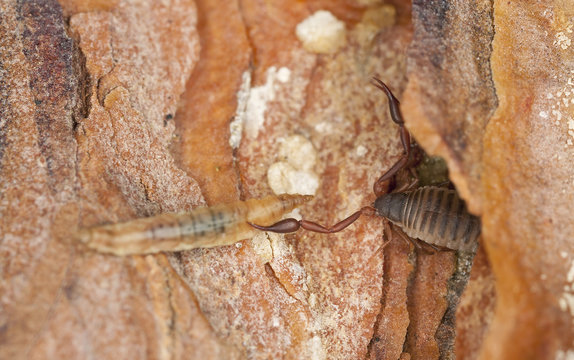 Book scorpion or false scorpion with prey, extreme close-up