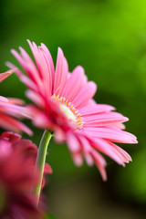 Obraz premium Pink gerbera daisy in the garden