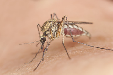 Mosquito sucking blood, macro photo
