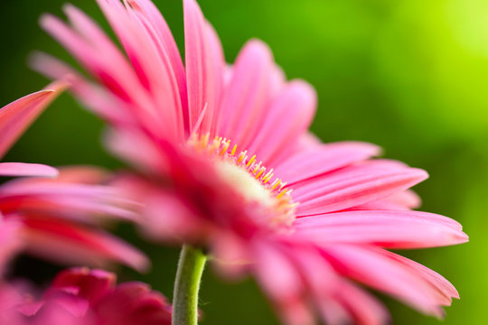 Pink Gerbera Daisy In The Garden