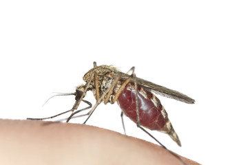 Mosquito sucking blood, macro photo with copy space
