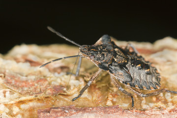 Shield bug on wood, extreme close up with high magnifcation