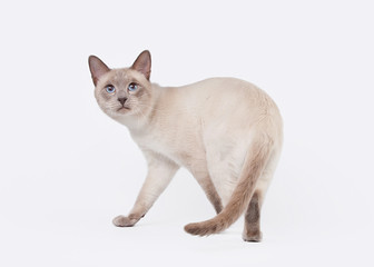 Thai cat on white background
