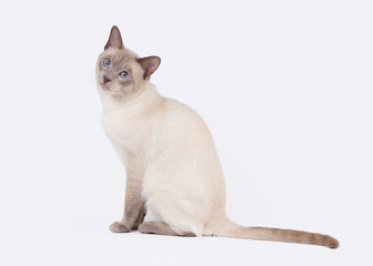 Thai cat on white background
