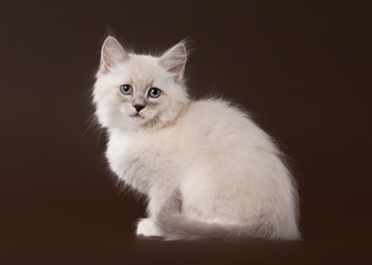 Fototapeta premium small siberian kitten on dark brown background