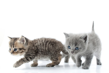 Two kittens walking towards together. Studio shot. Isolated over