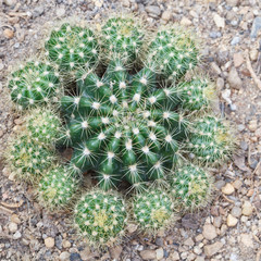 Cactus