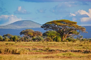 Foto op Canvas Savannelandschap in Afrika, Amboseli, Kenia © Photocreo Bednarek