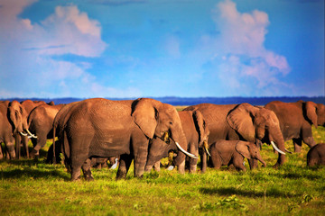 Elephants herd on savanna. Safari in Amboseli, Kenya, Africa