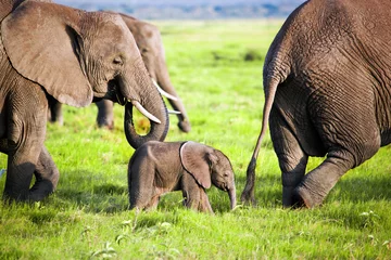 Fotobehang Olifantenfamilie op savanne. Safari in Amboseli, Kenia, Afrika © Photocreo Bednarek