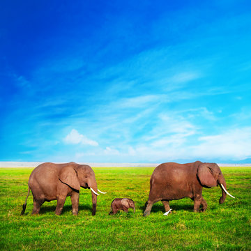 Fototapeta Rodzina słoni na sawannie. Safari w Amboseli, Kenia, Afryka
