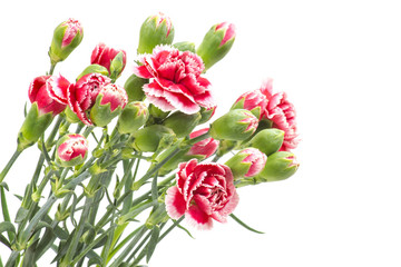 Carnations on white background
