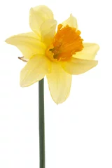 Papier Peint photo Autocollant Narcisse jonquille