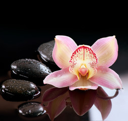 Zen Stones and Orchid Flower. Stone Massage