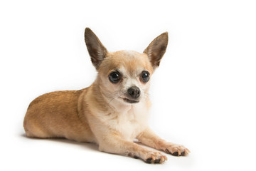 Cute Chihuahua Isolated on White Background