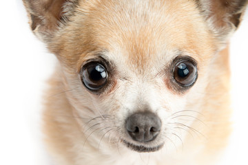 Cute Chihuahua Isolated on White Background