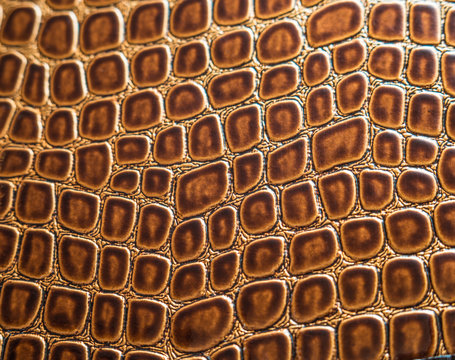 Background of the crocodile