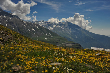 Fototapeta na wymiar Kwiaty w górach