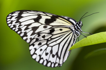 Idea leuconoe, Paper Kite Butterfly