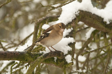 female chaffinch in snow