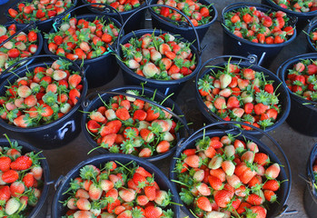 Ripe strawberries in a black  bucket