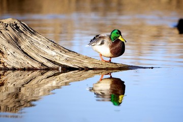 Preening Pintail