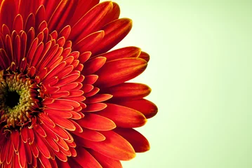 Acrylic prints Gerbera red gerbera flower